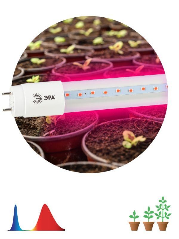  Лампа светодиодная для растений FITO-9W-RB-Т8-G13-NL Т8 48LED 2835 IP20 35000ч стекло красн./син. ЭРА Б0042986 
